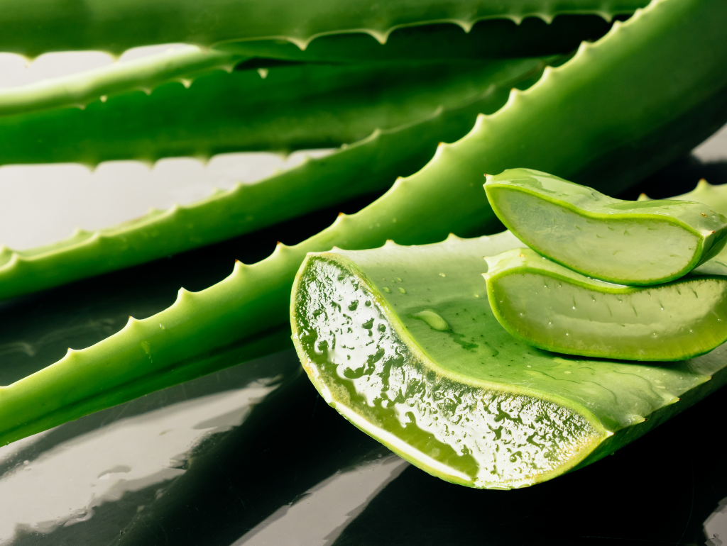 Aloe Vera: Soothing and Healing Properties