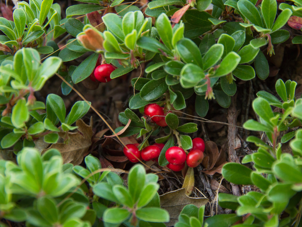 Bearberry Extract: Natural Source of Arbutin