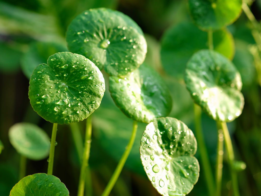 Centella Asiatica (Cica): Healing and Soothing Benefits