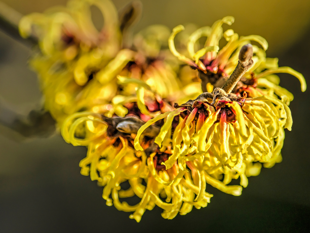 Witch Hazel: Natural Astringent and Anti-Inflammatory