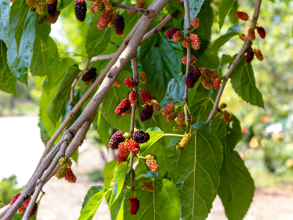 Mulberry Extract: Brightening Benefits from Nature 