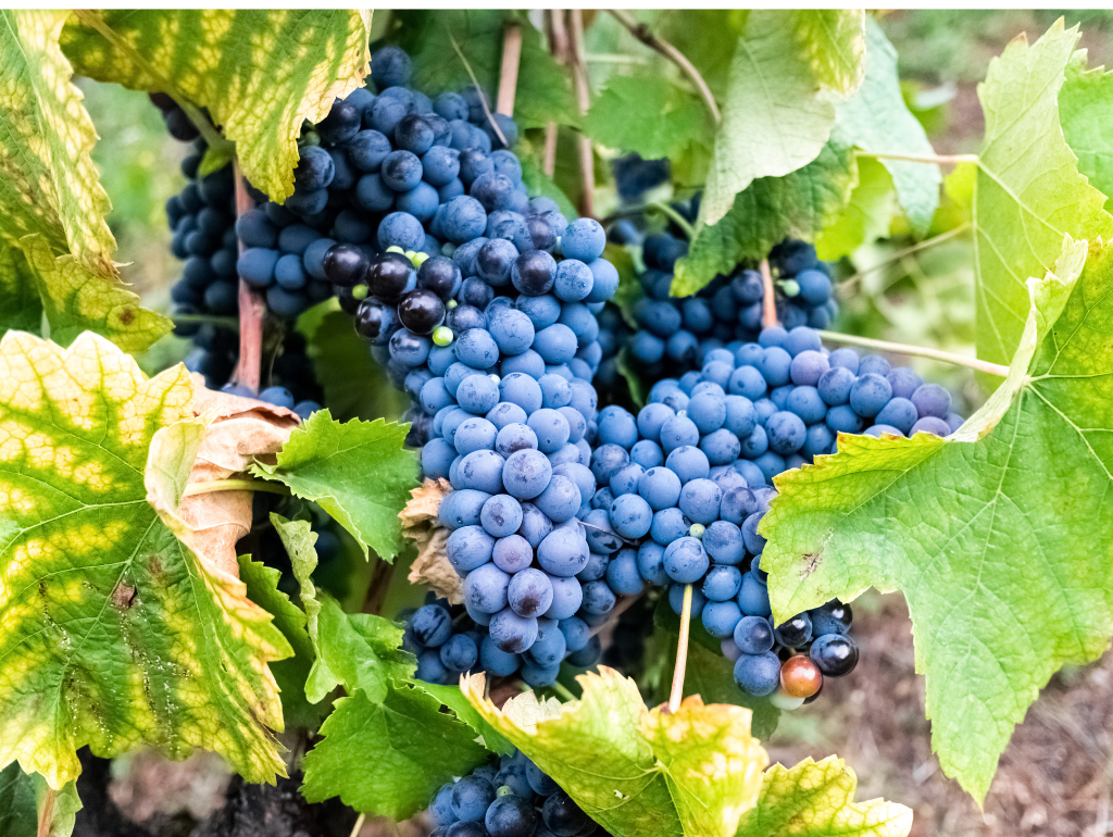 Resveratrol: Anti-Aging Antioxidant from Red Wine